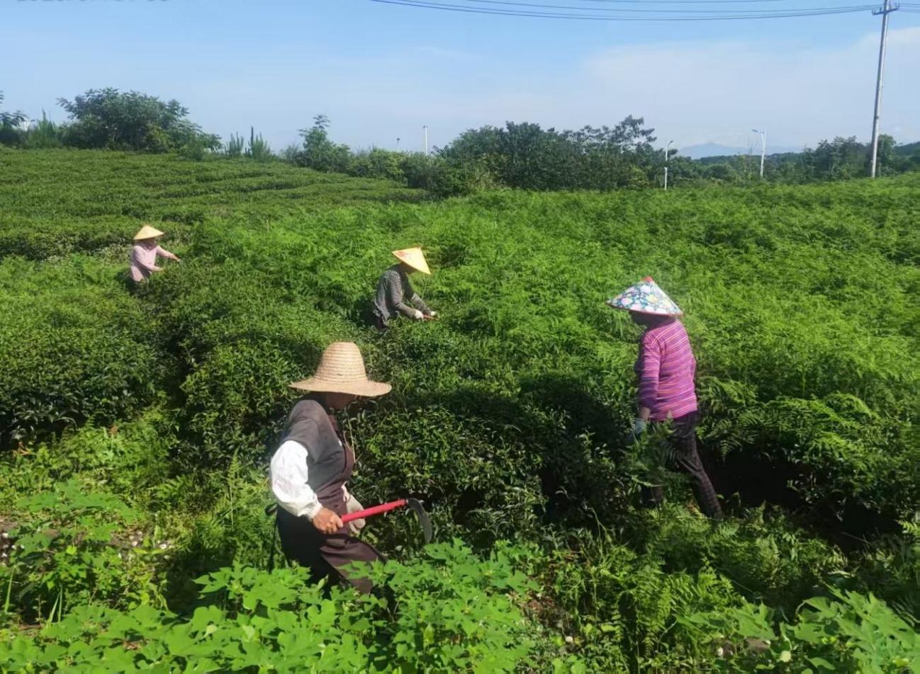 屯溪實驗茶場加強夏季茶園管護 賦能茶產業提質增效