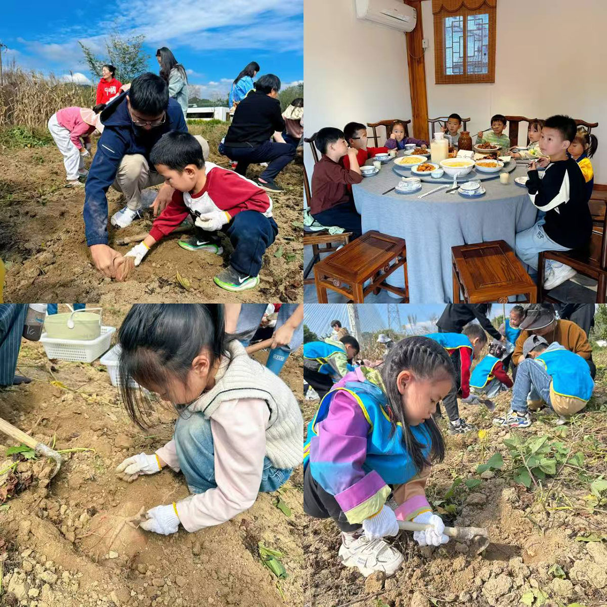南溪南村：以薯為媒繪新景，活動賦能興鄉村